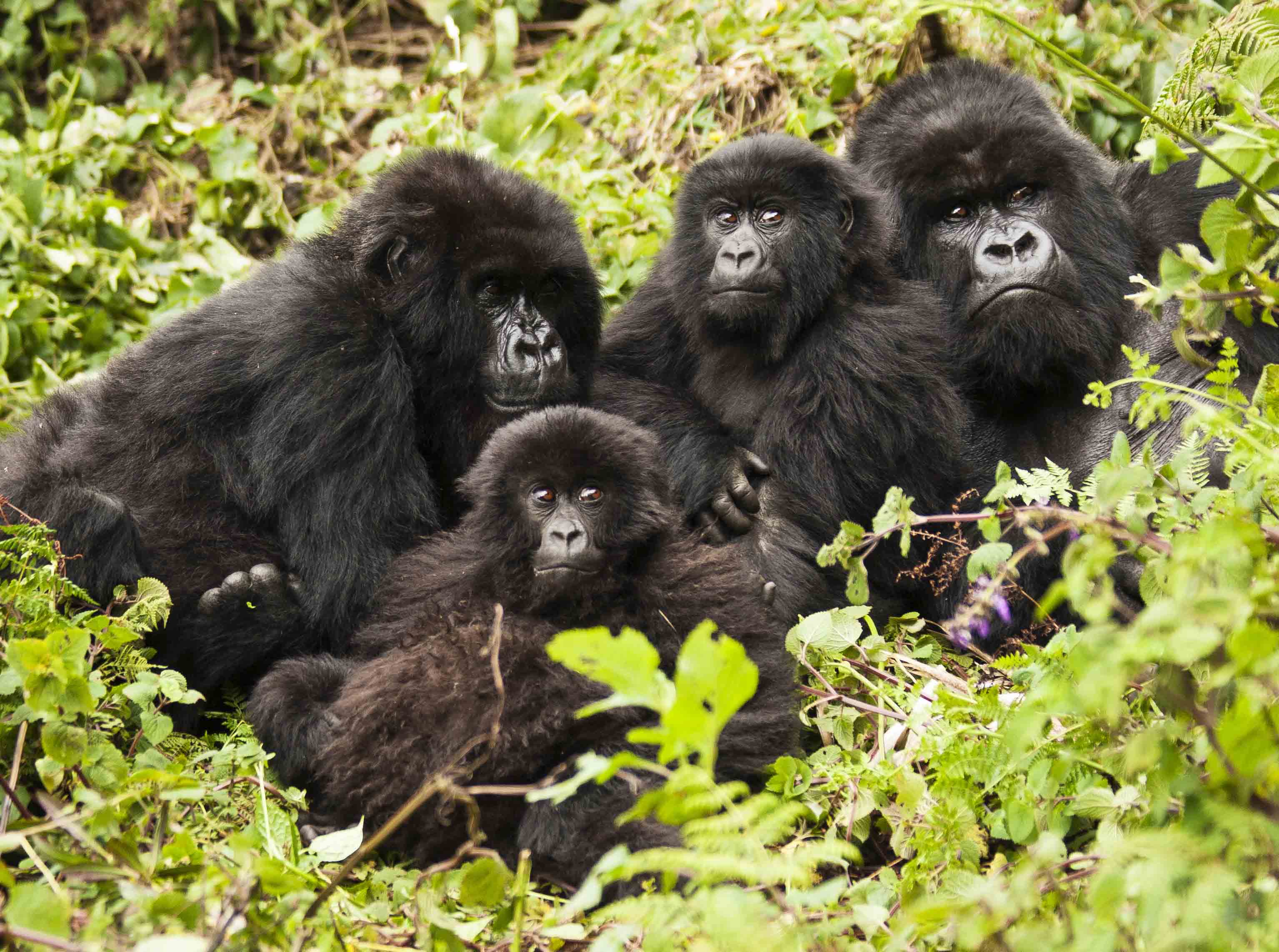 Верхняя обезьян. Горная горилла. Национальный парк горилл Мгахинга. Руанда гориллы. Западная равнинная горилла.